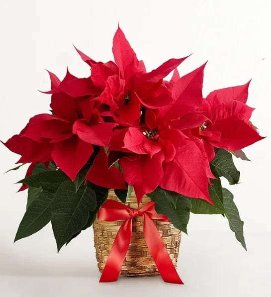 Poinsettia Plant Flower Bouquet