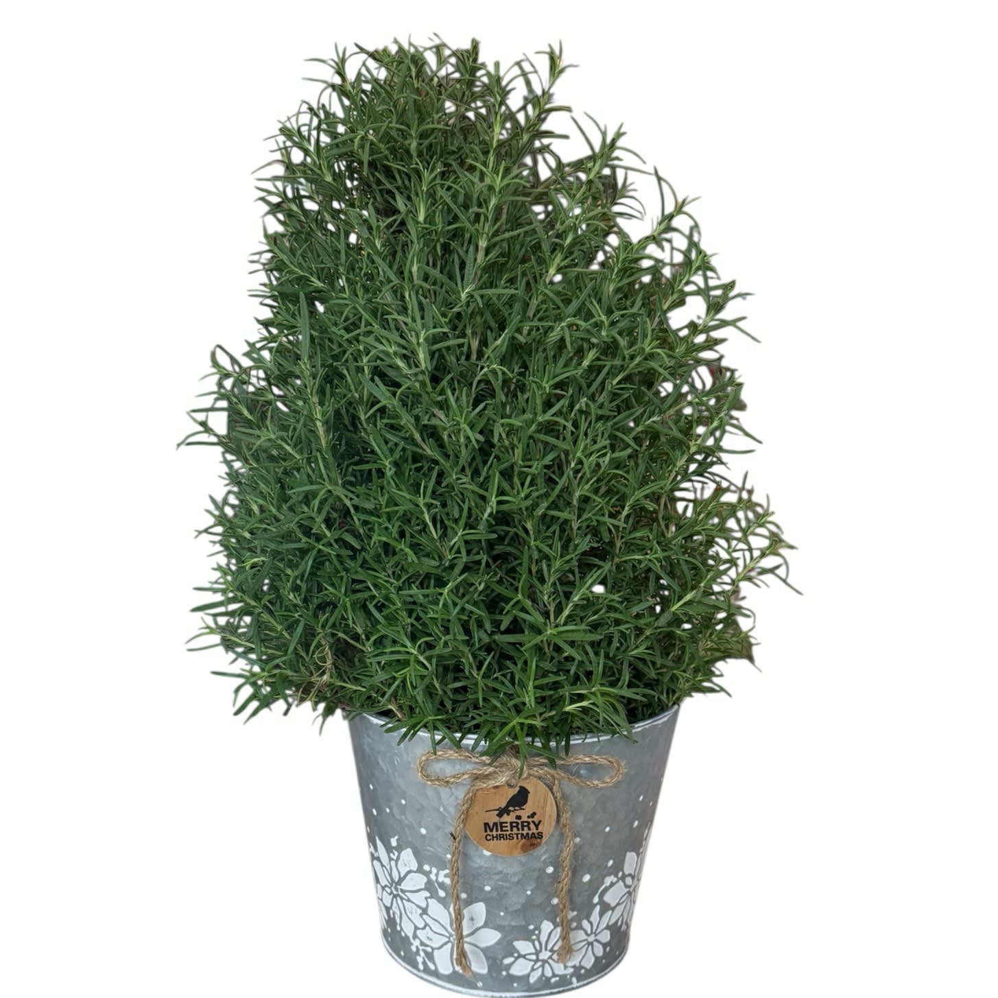 Rosemary Plant