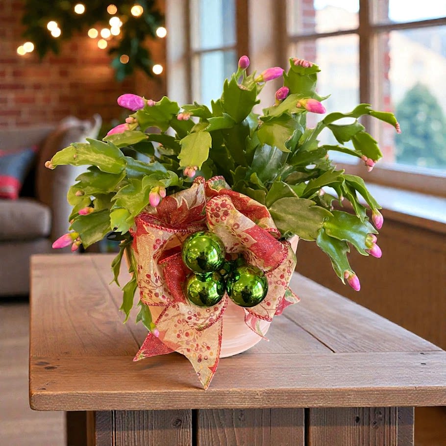 Christmas Cactus