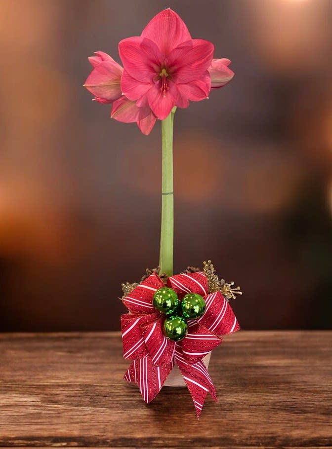 Amaryllis Plant