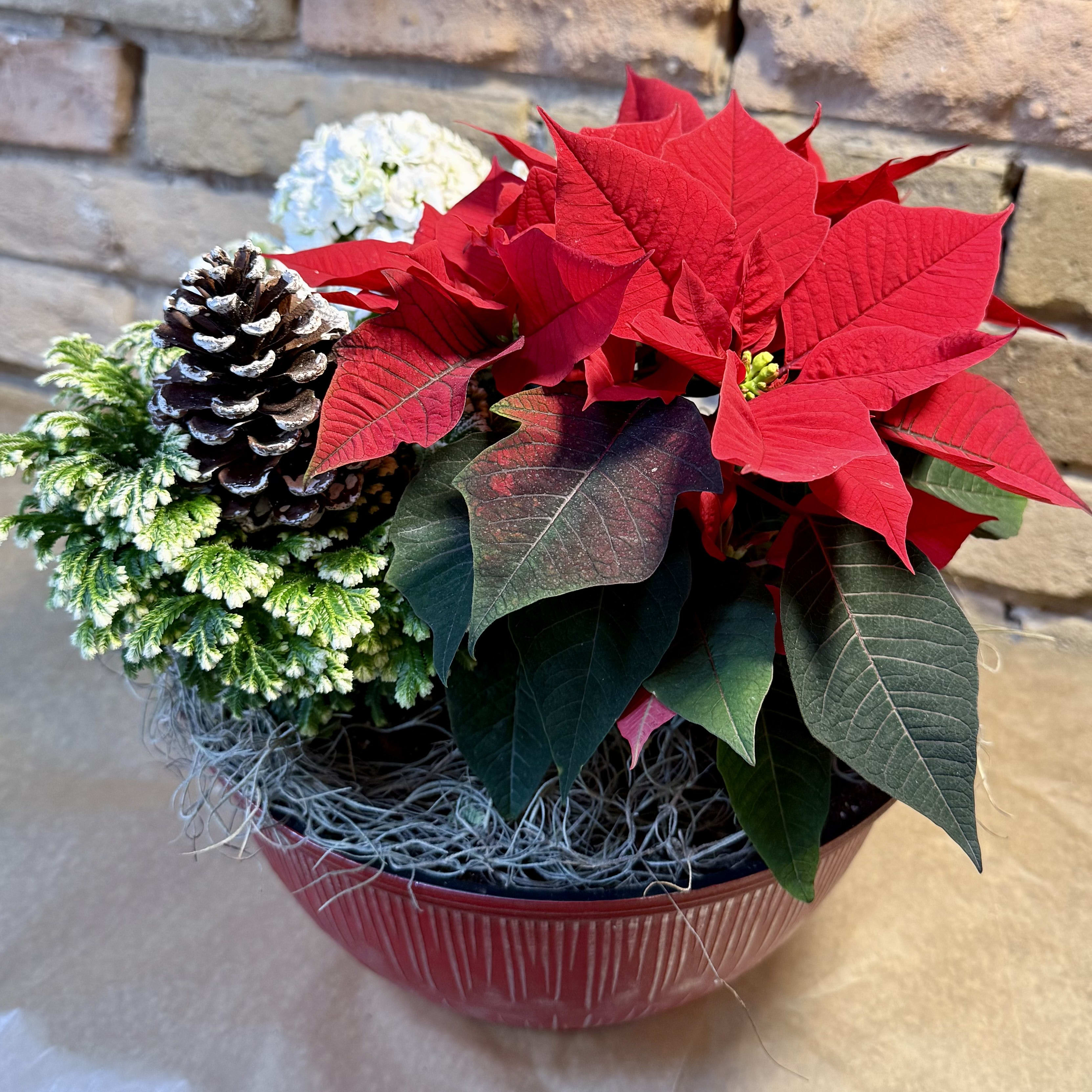 Poinsettia Holiday Plant Bowl