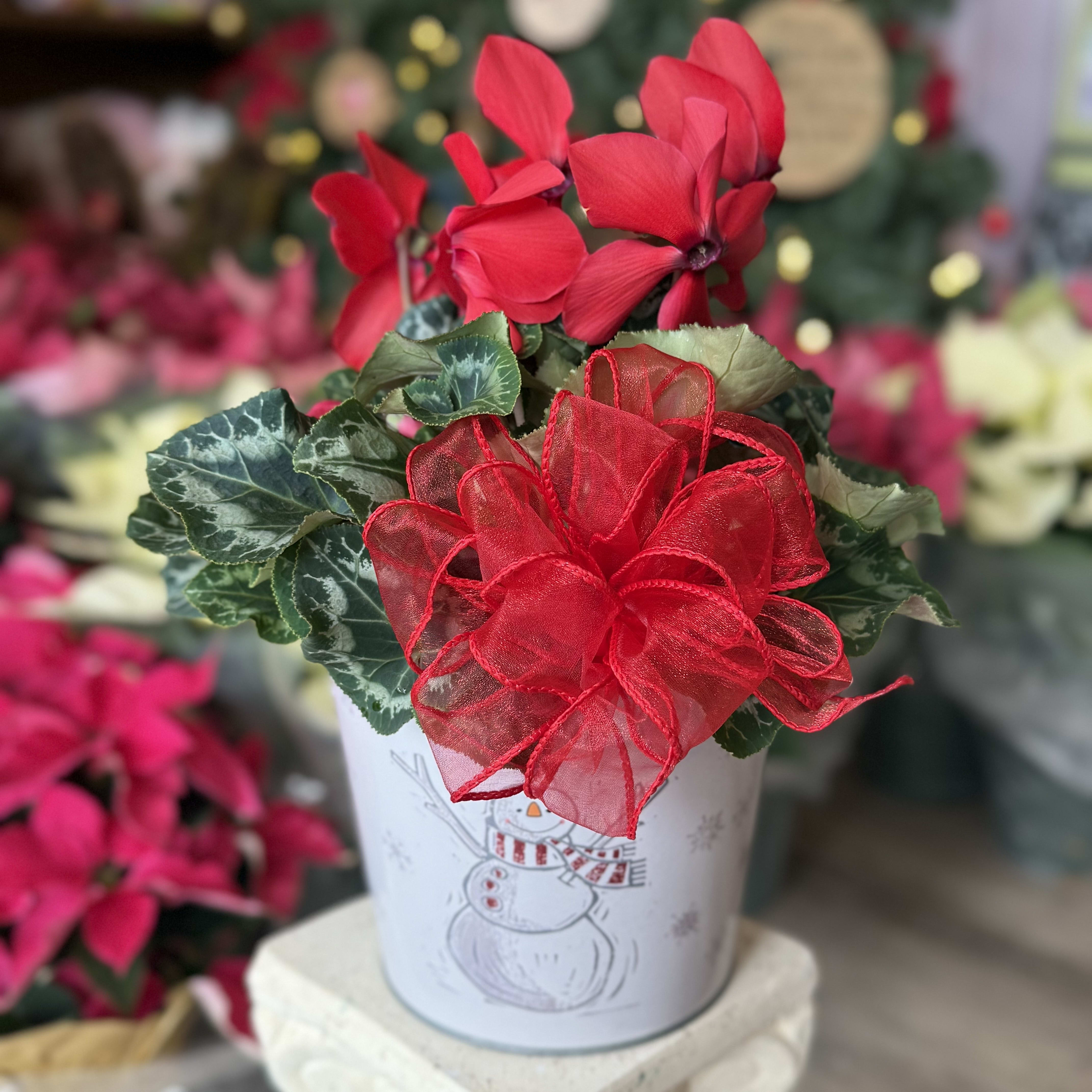 Holiday Cyclamen