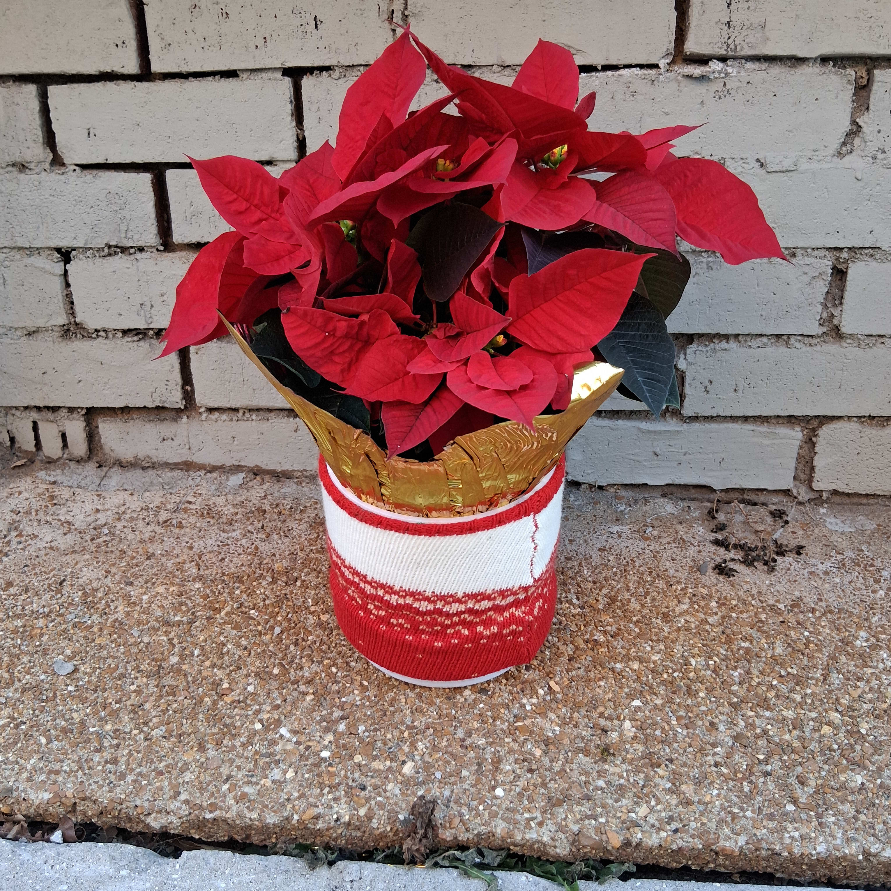 Small Red Poinsettia