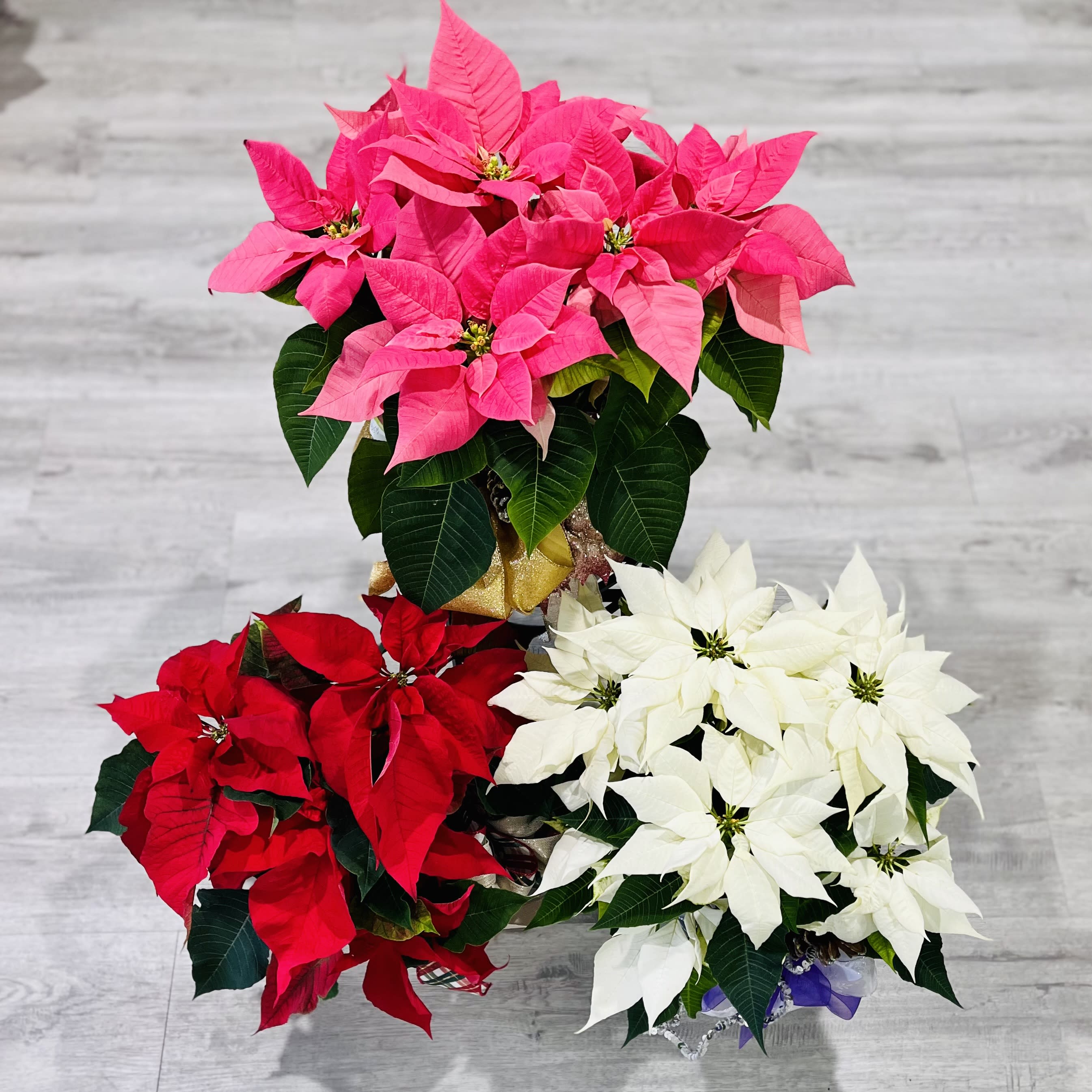 Holiday Poinsettia