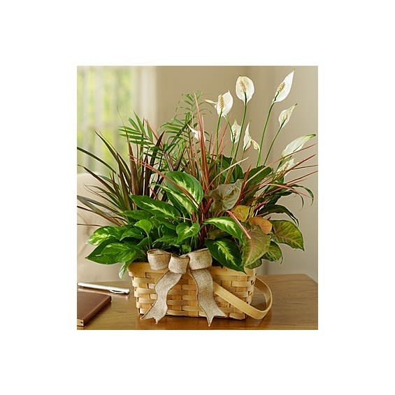 Classic Dish Garden For Them