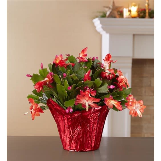 Christmas Cactus