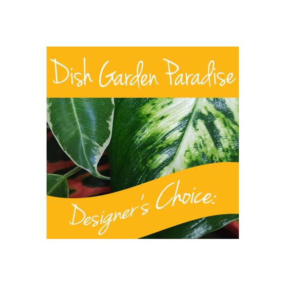 Dish Garden Plant