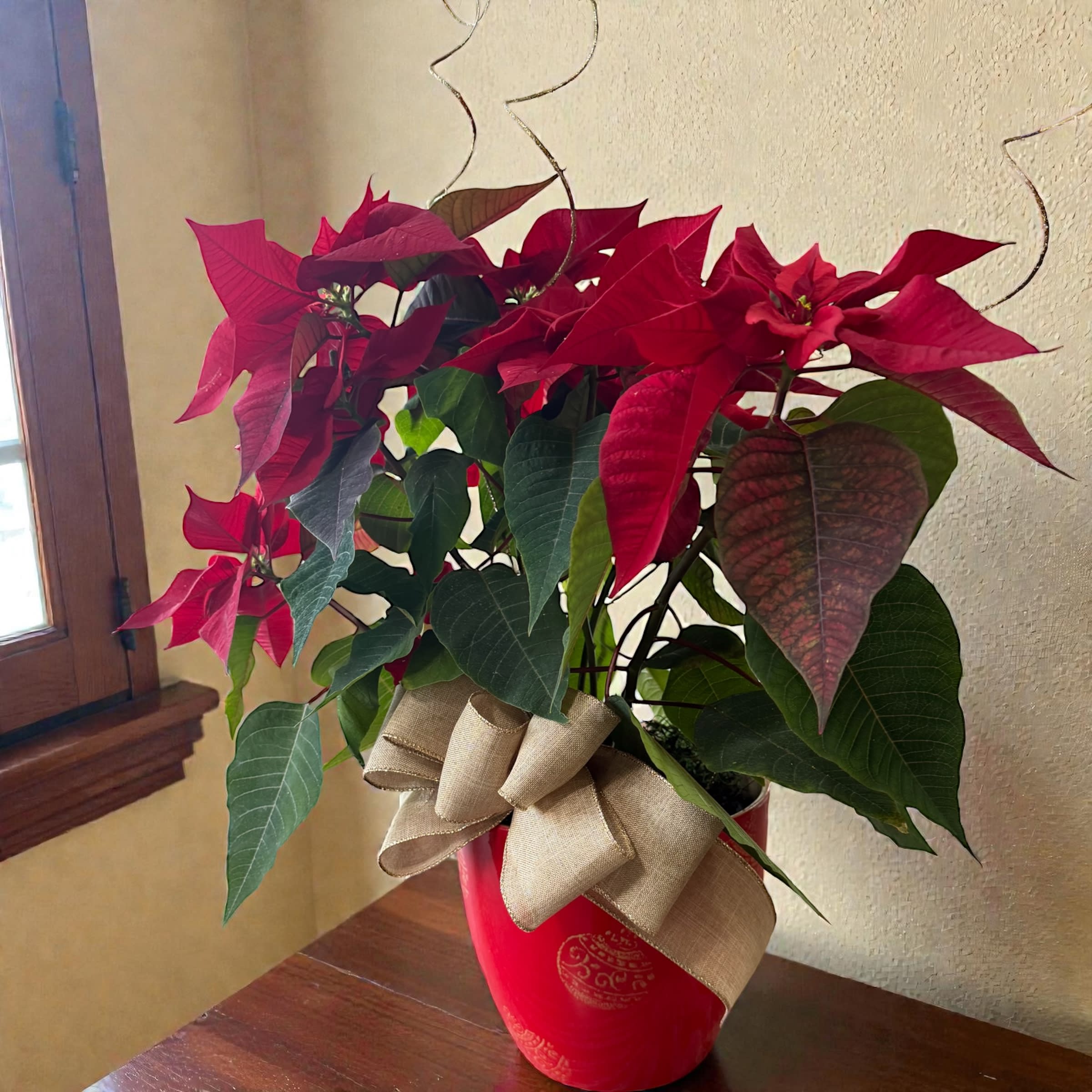Poinsettia in a Ceramic Pot with Ting Ting and Burlap Bow