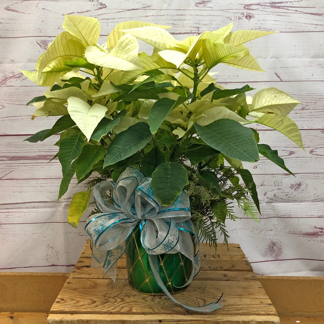 Holiday Dressed Poinsettia Plant