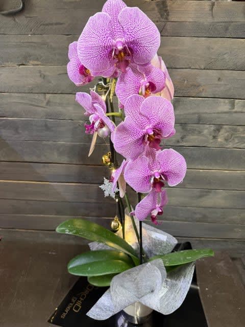 Blooming orchid EBF-130 Flower Bouquet