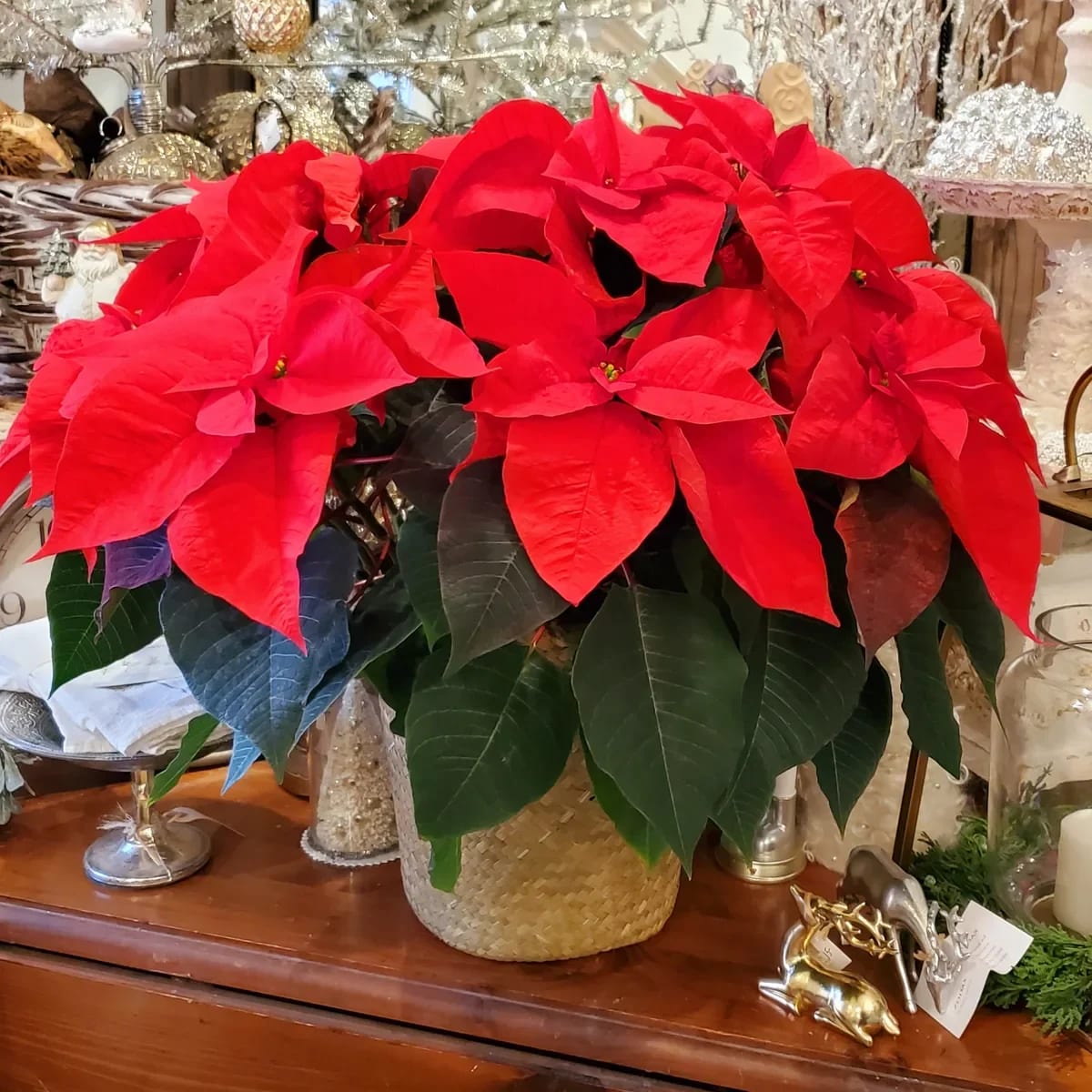 Classic Red Poinsettia in Basket, Large Flower Bouquet