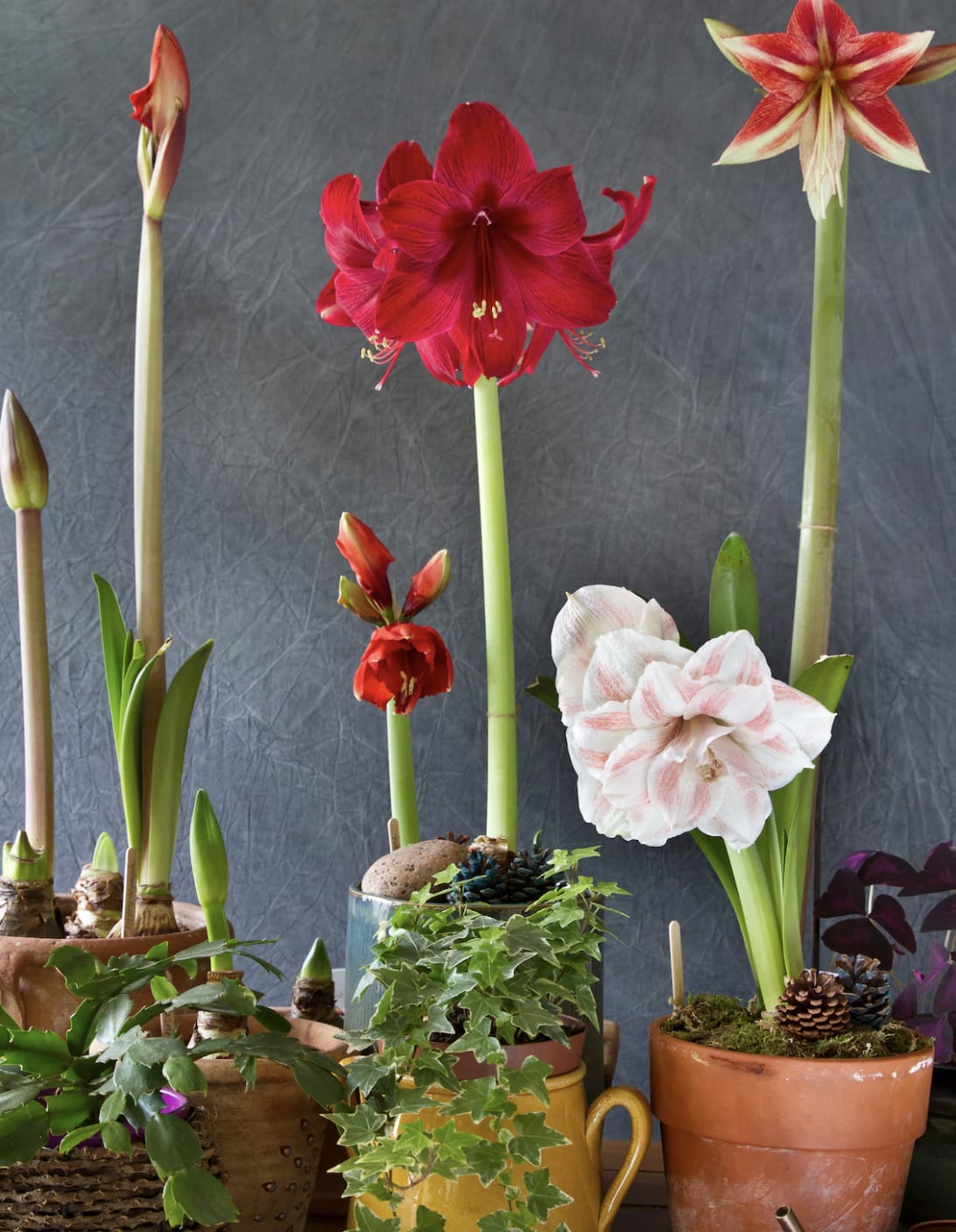 AMARYLLIS