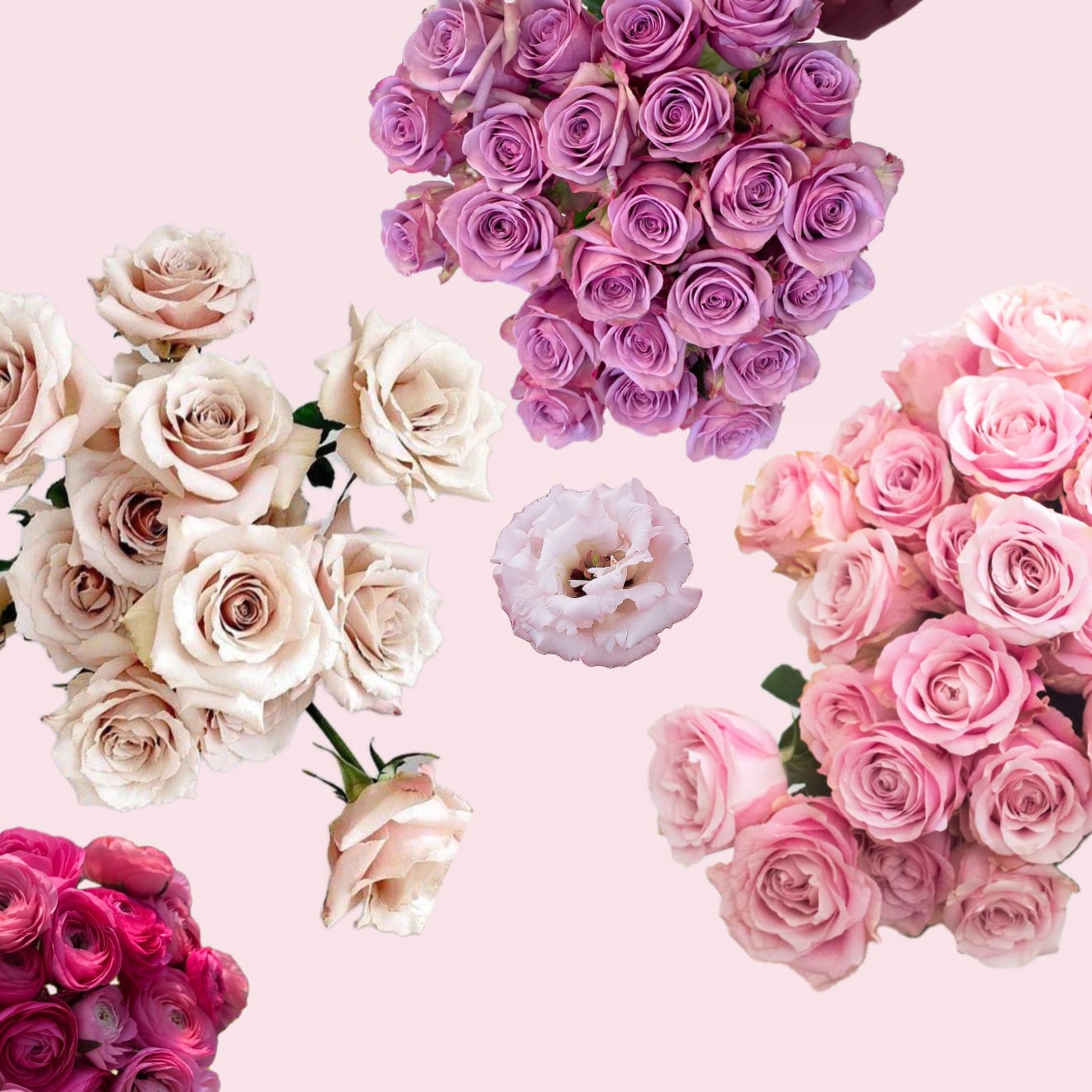 Valentine's Day Designer's Choice