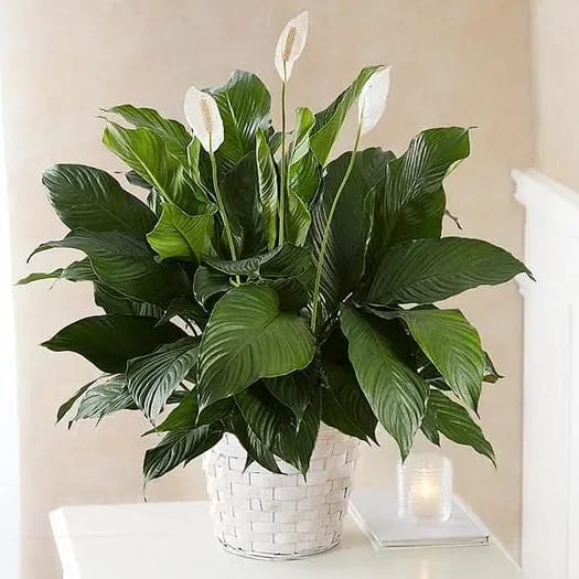 Peace Lily Plant for Sympathy