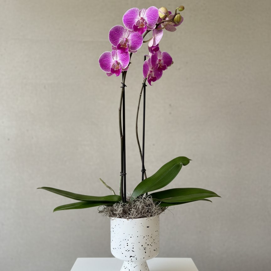 Double Stemmed Magenta Orchid