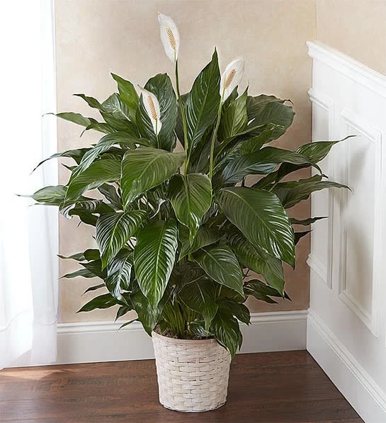 Peace Lily Plant woven basket planter