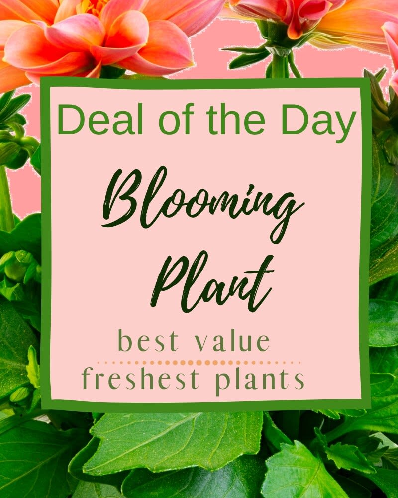 Blooming Plant Deal of the Day Flower Bouquet