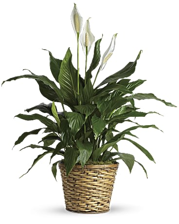 Medium Peace Lily - 8"