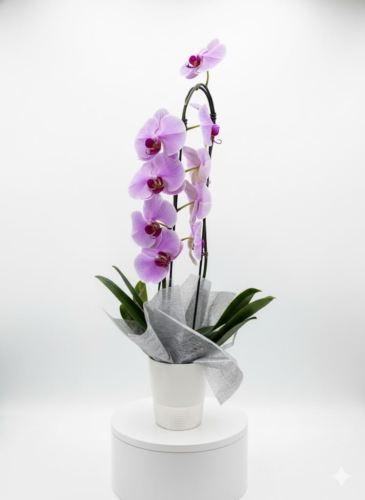 Blooming orchid EBF-130