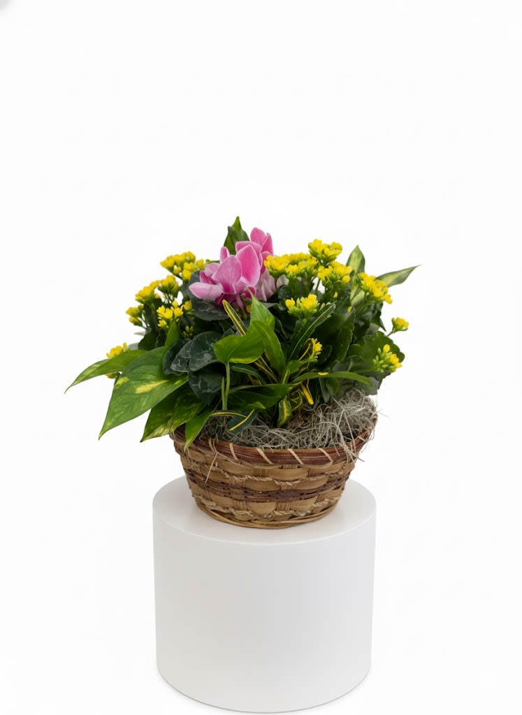 European Garden Medium EBF-189