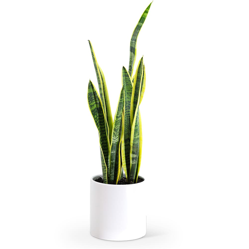 Sansevieria Plant Flower Bouquet