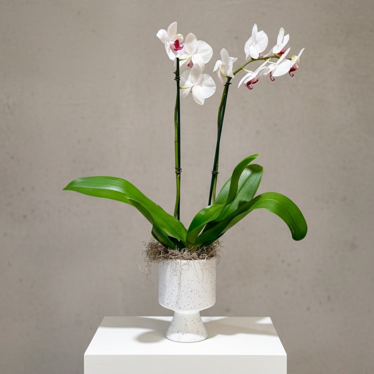 Double Stemmed Orchid