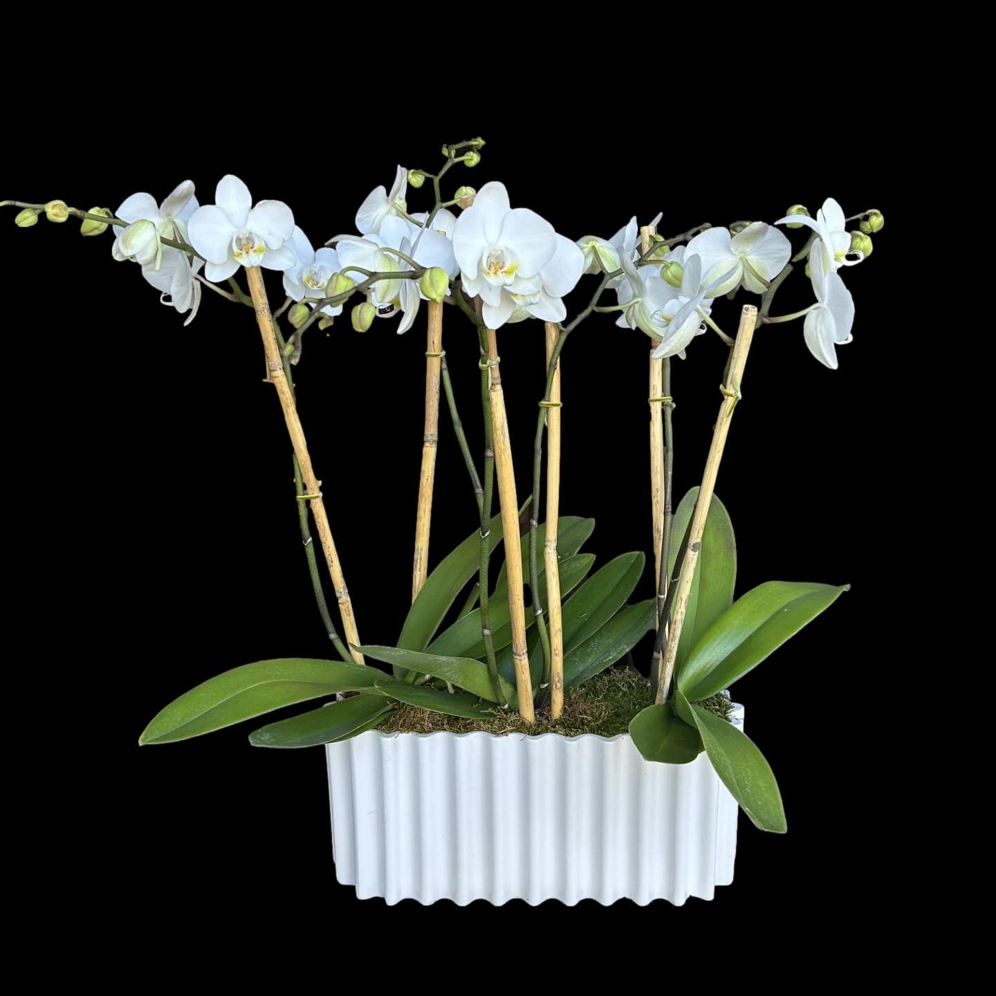 White Orchid Trio Display