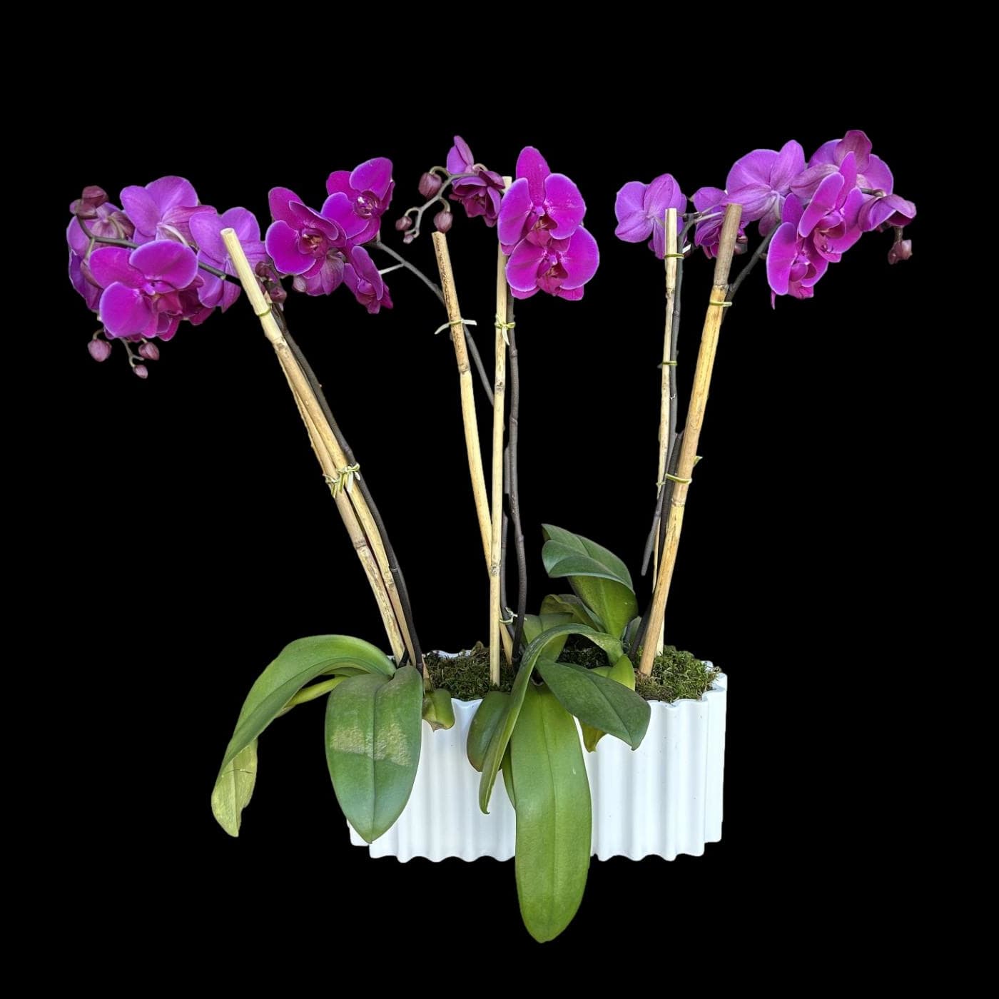 Purple Orchid Trio Display