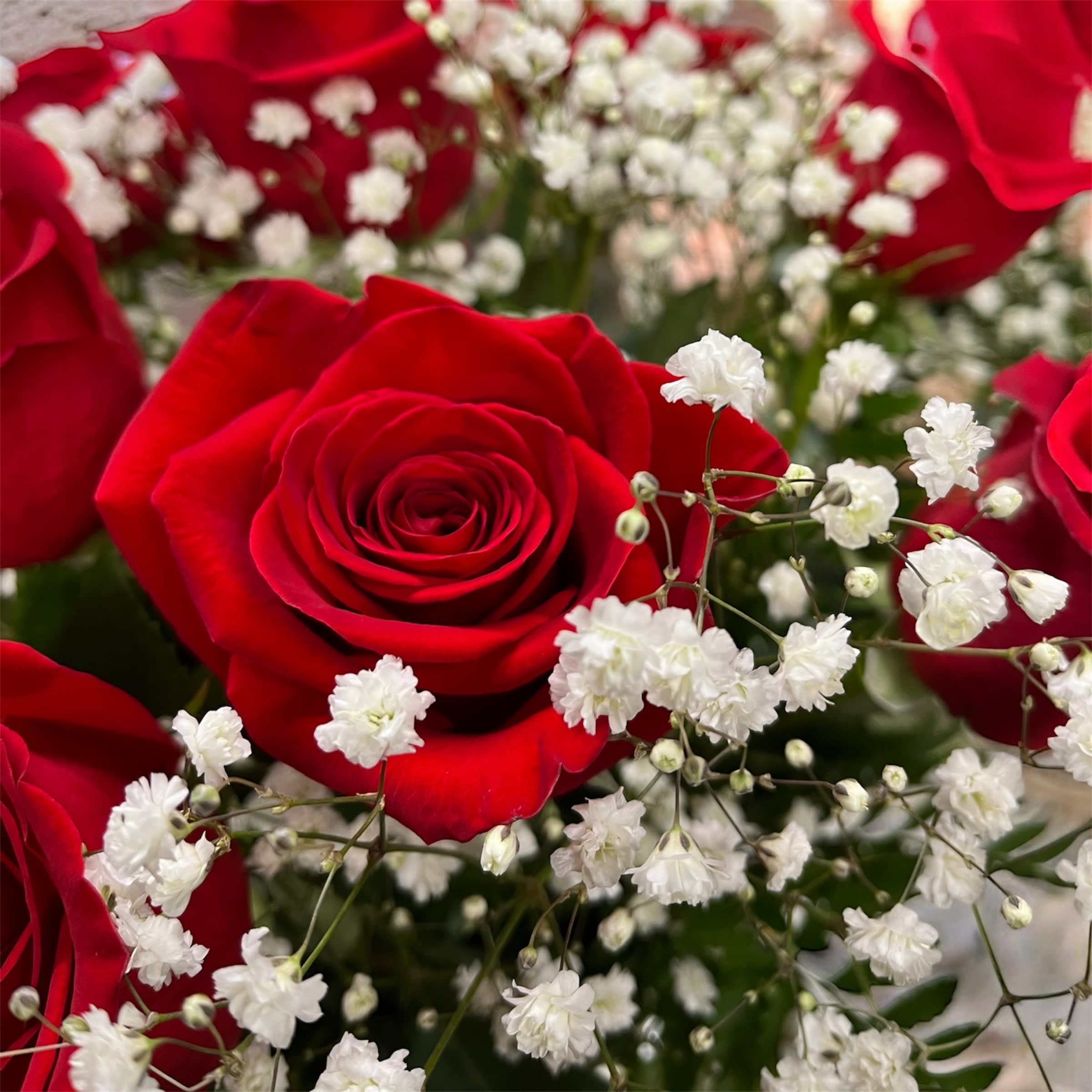 Dozen And A Half Red Roses