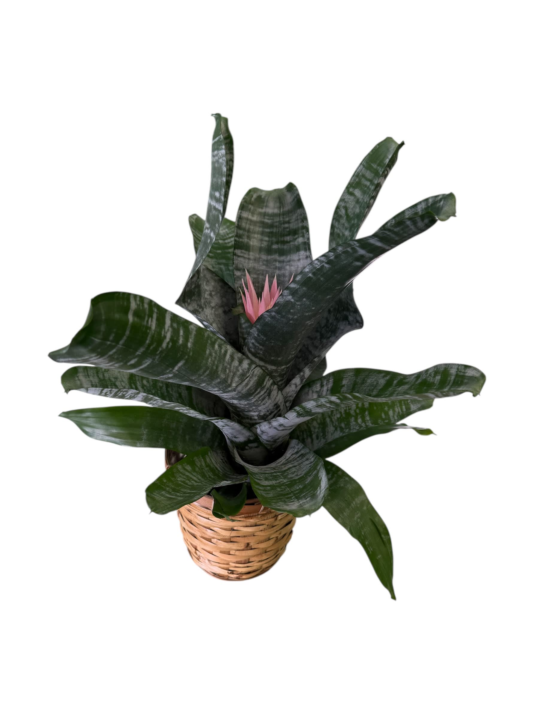 Bromeliad Flower Bouquet