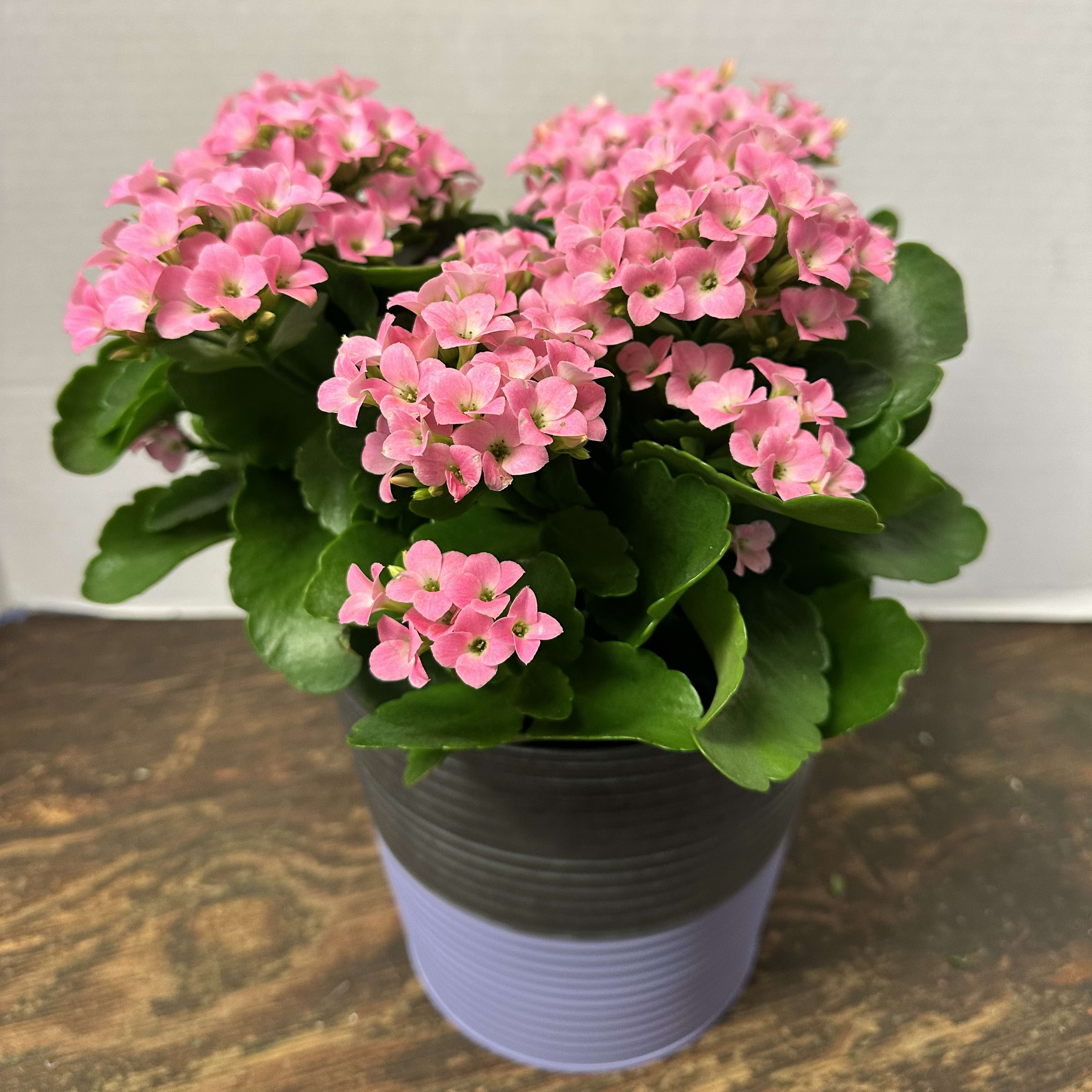 Kalanchoe Tin