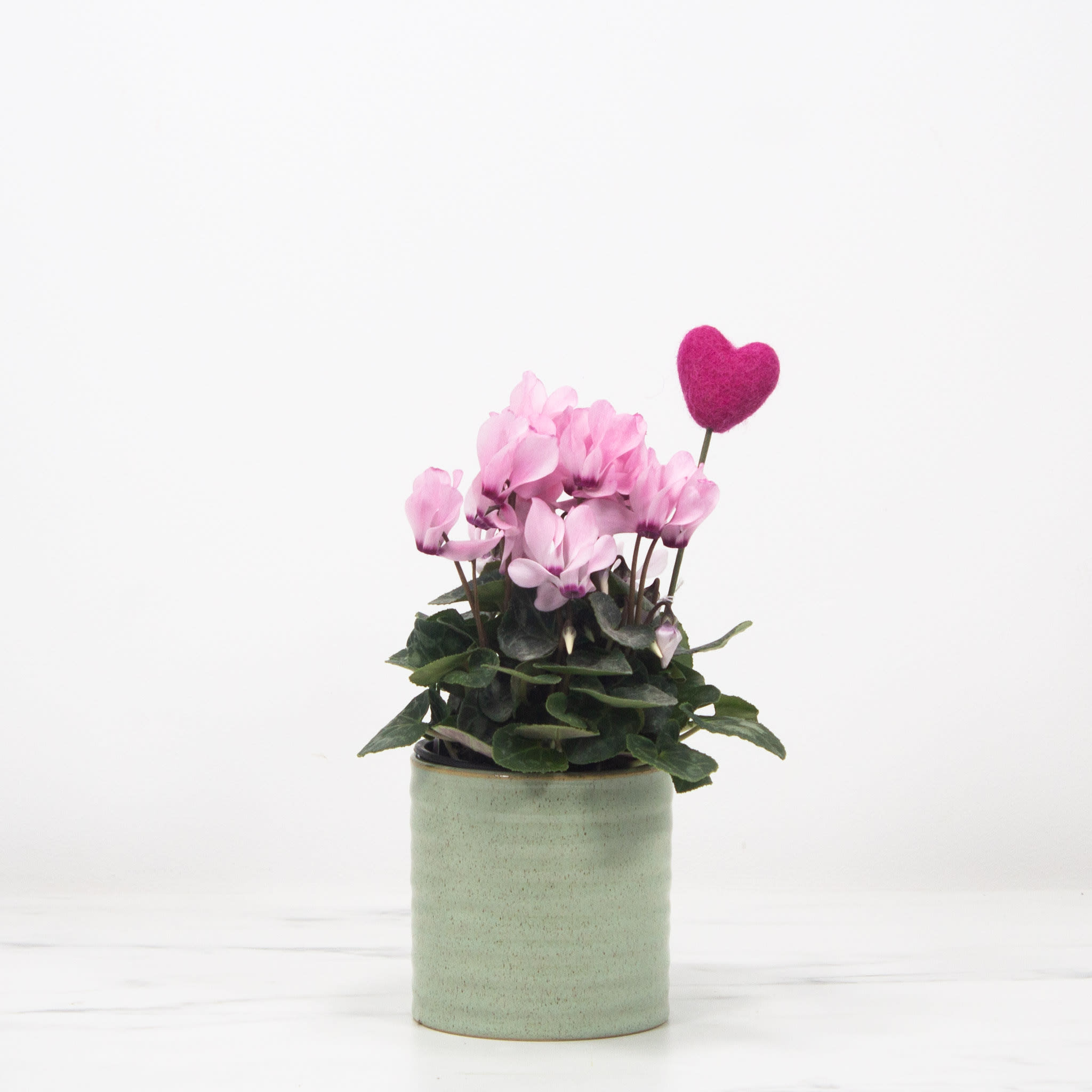 Cyclamen in Green Roux Pot