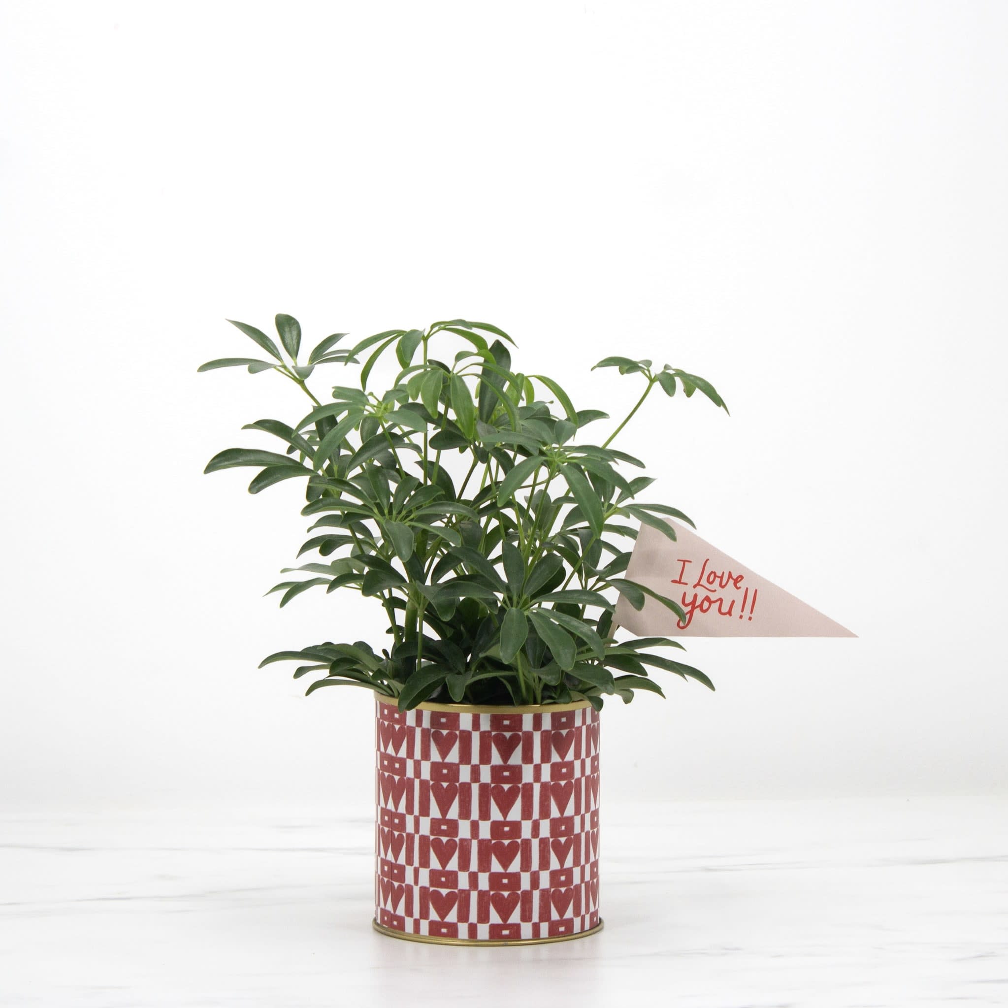 Valentine's Schefflera Plant