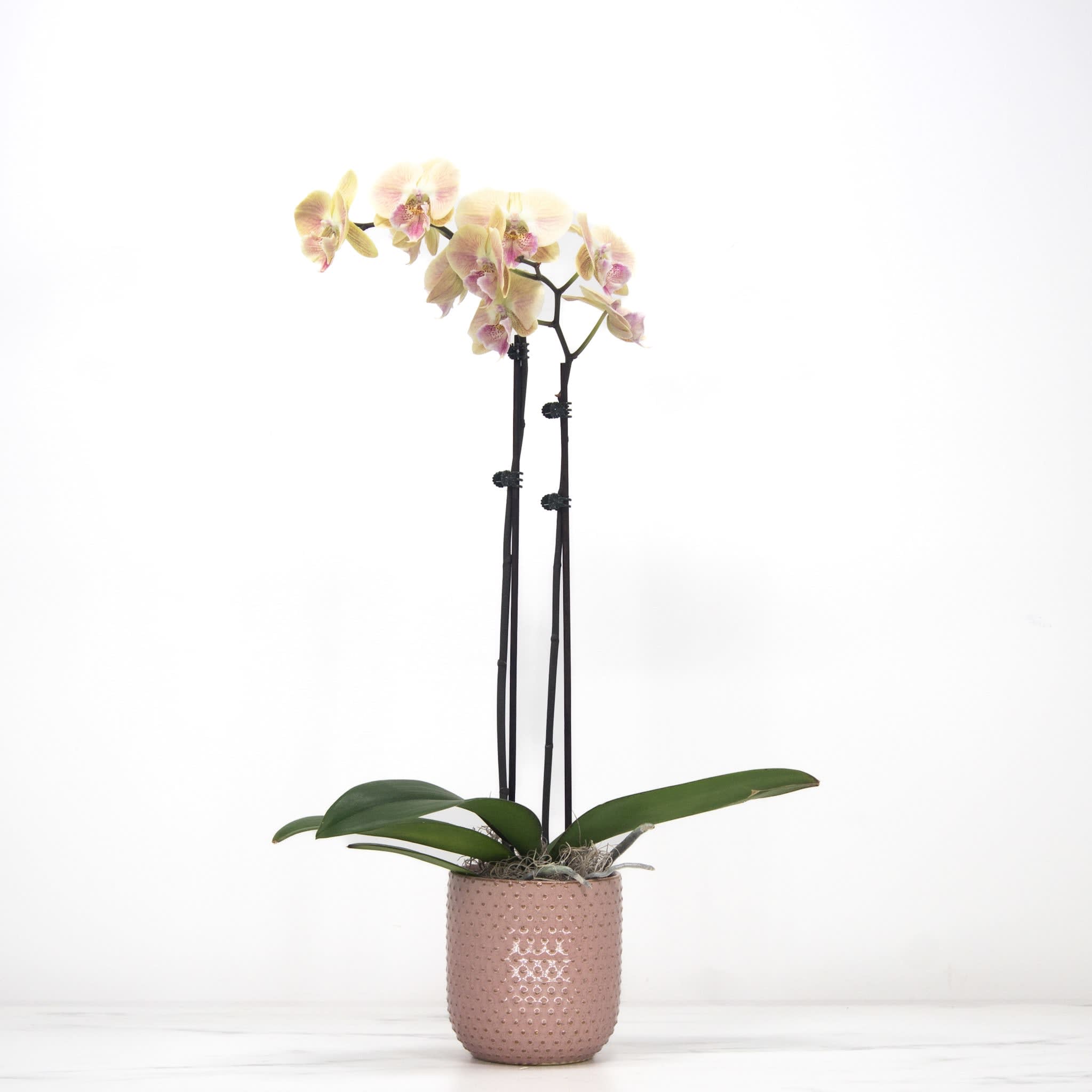 Valentine's Orchid Flower Bouquet