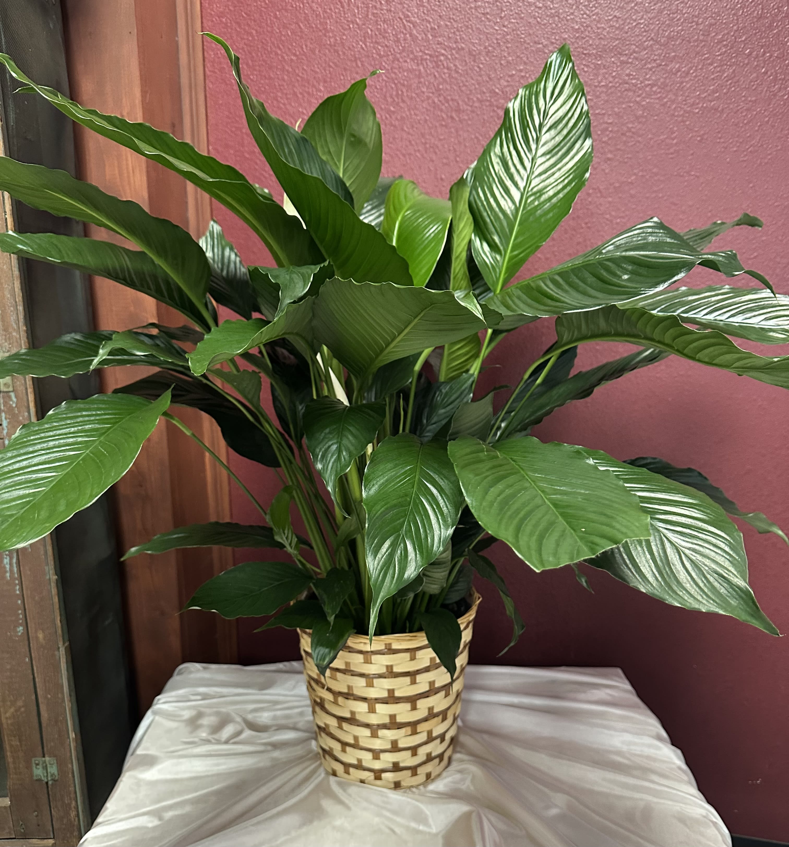 PEACE LILY PLANT 8" POT Flower Bouquet