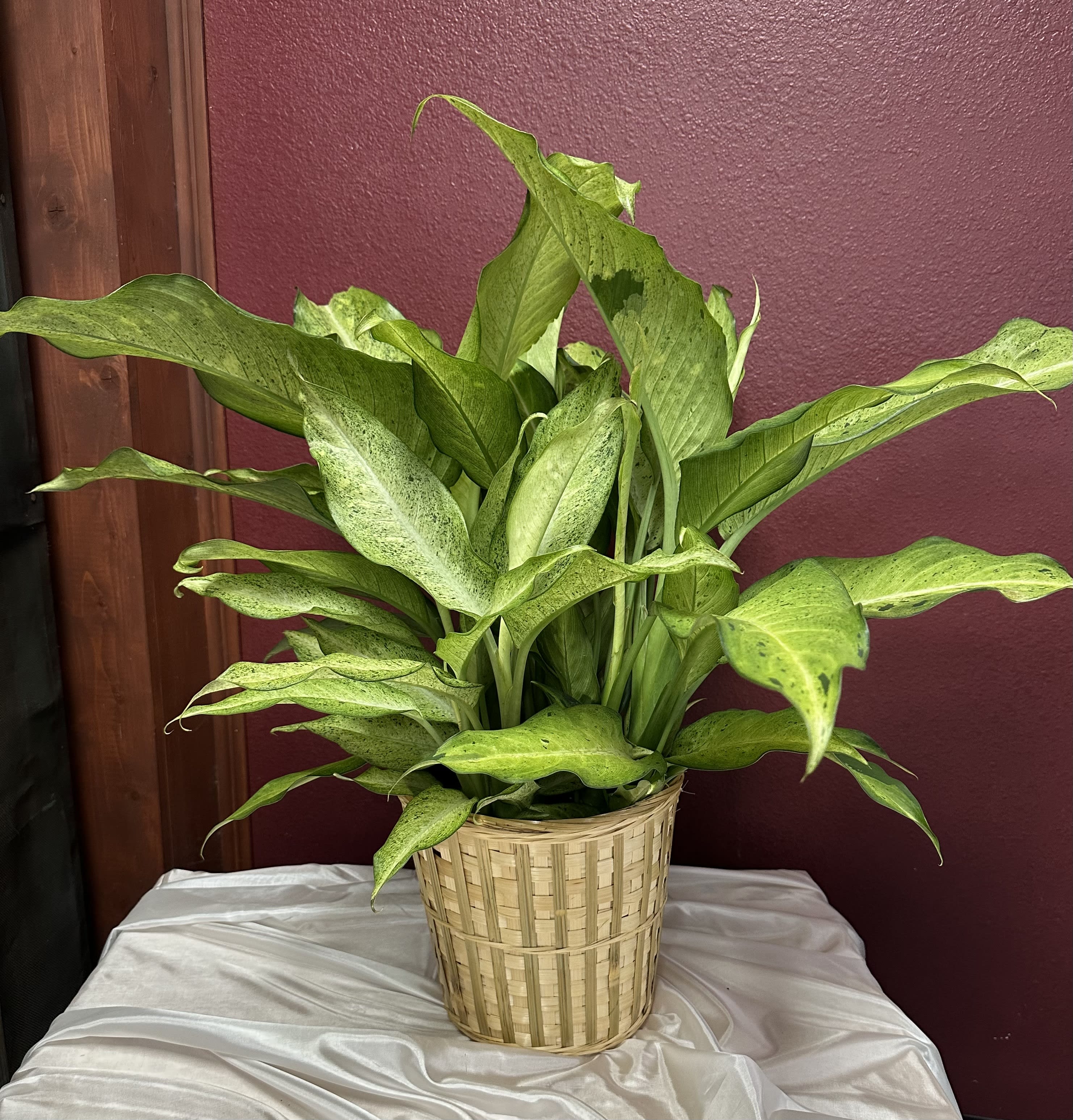 Dieffenbachia plant 8" Pot Flower Bouquet