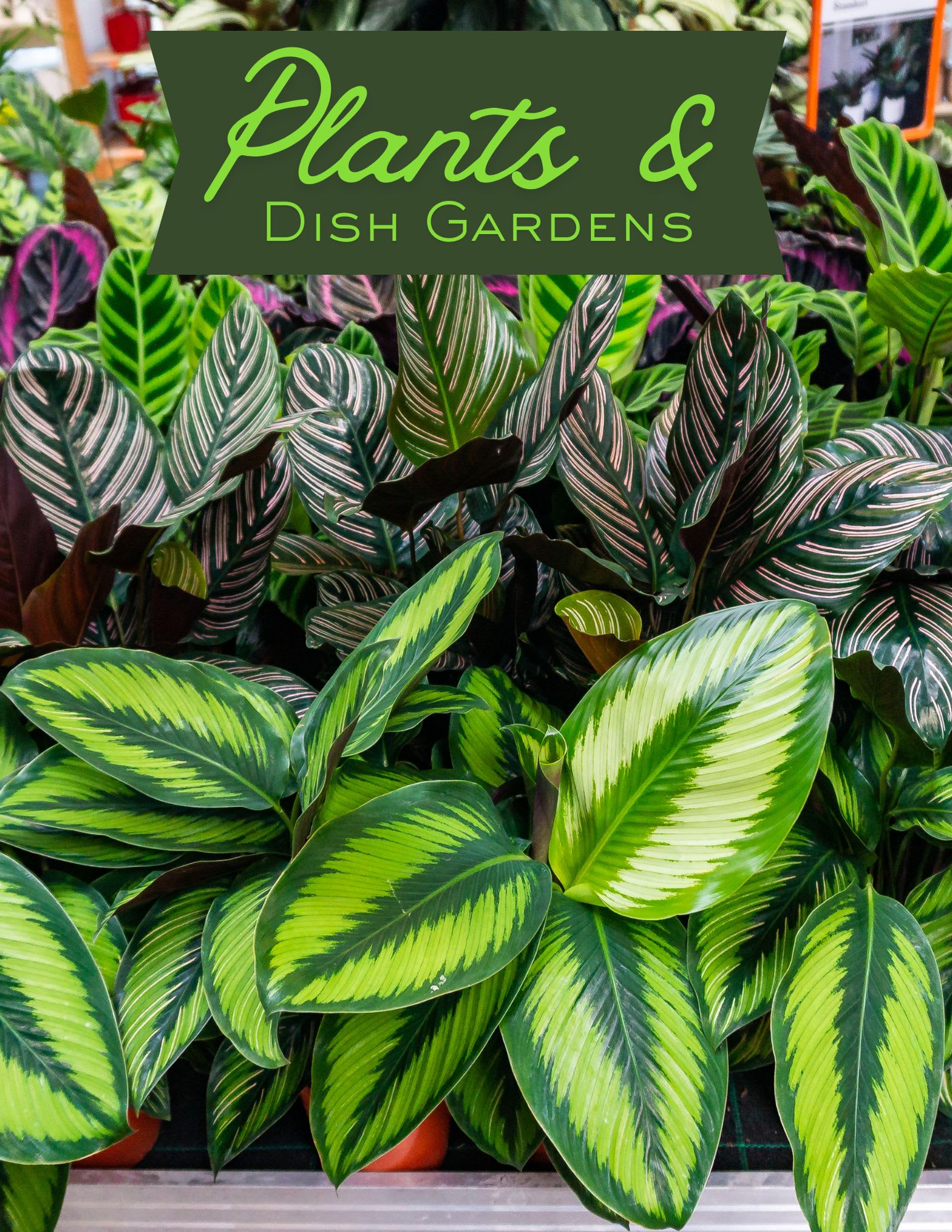 Houseplants and Dish Gardens