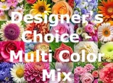 Designer's Choice - Multi Color