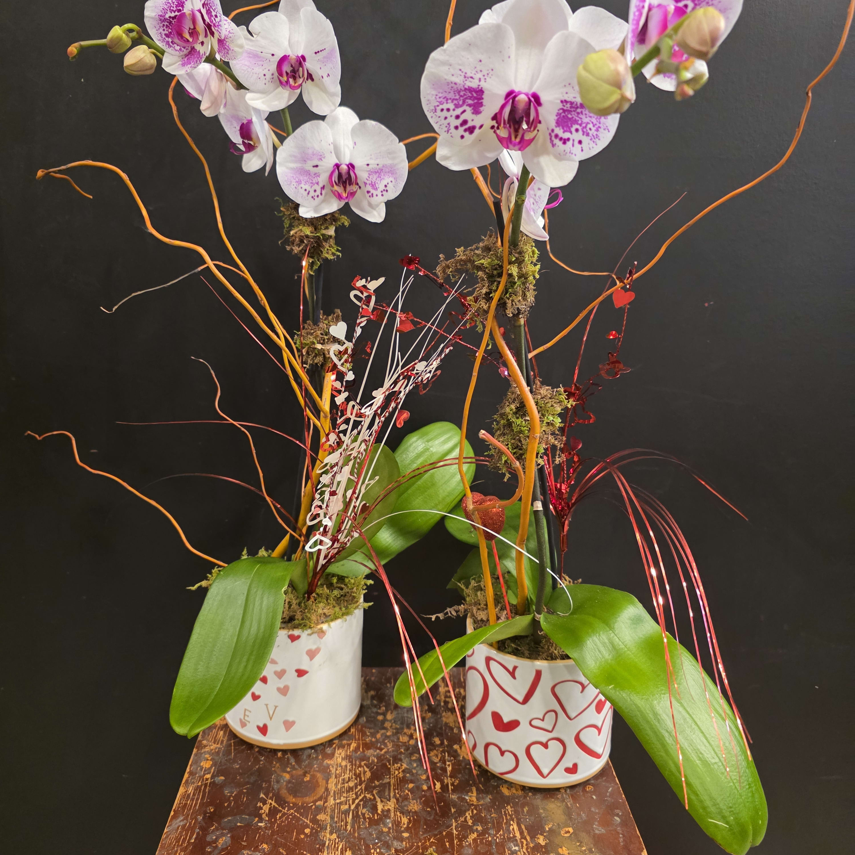 Valentine's day Orchid