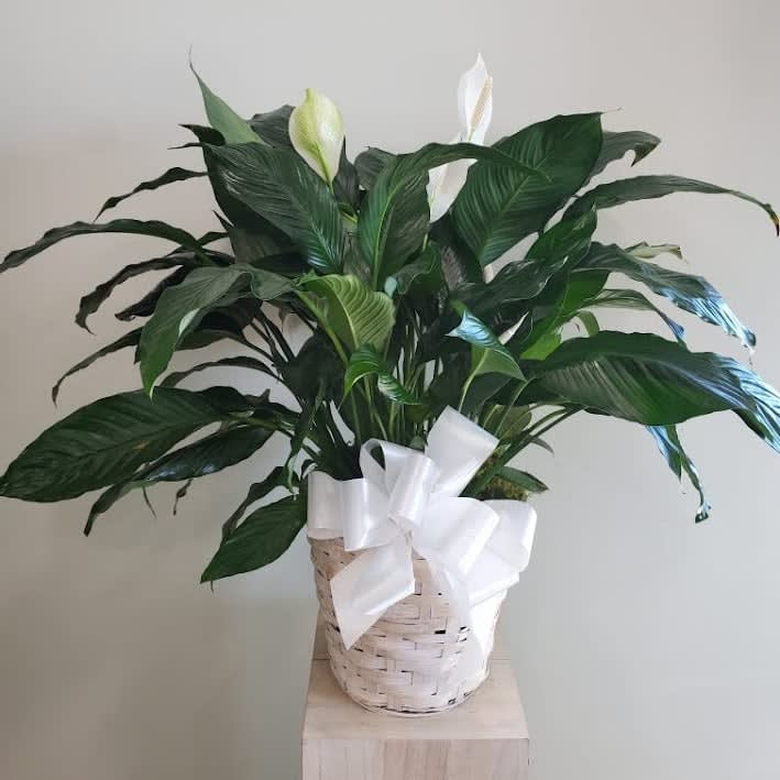 Large Peace Lily