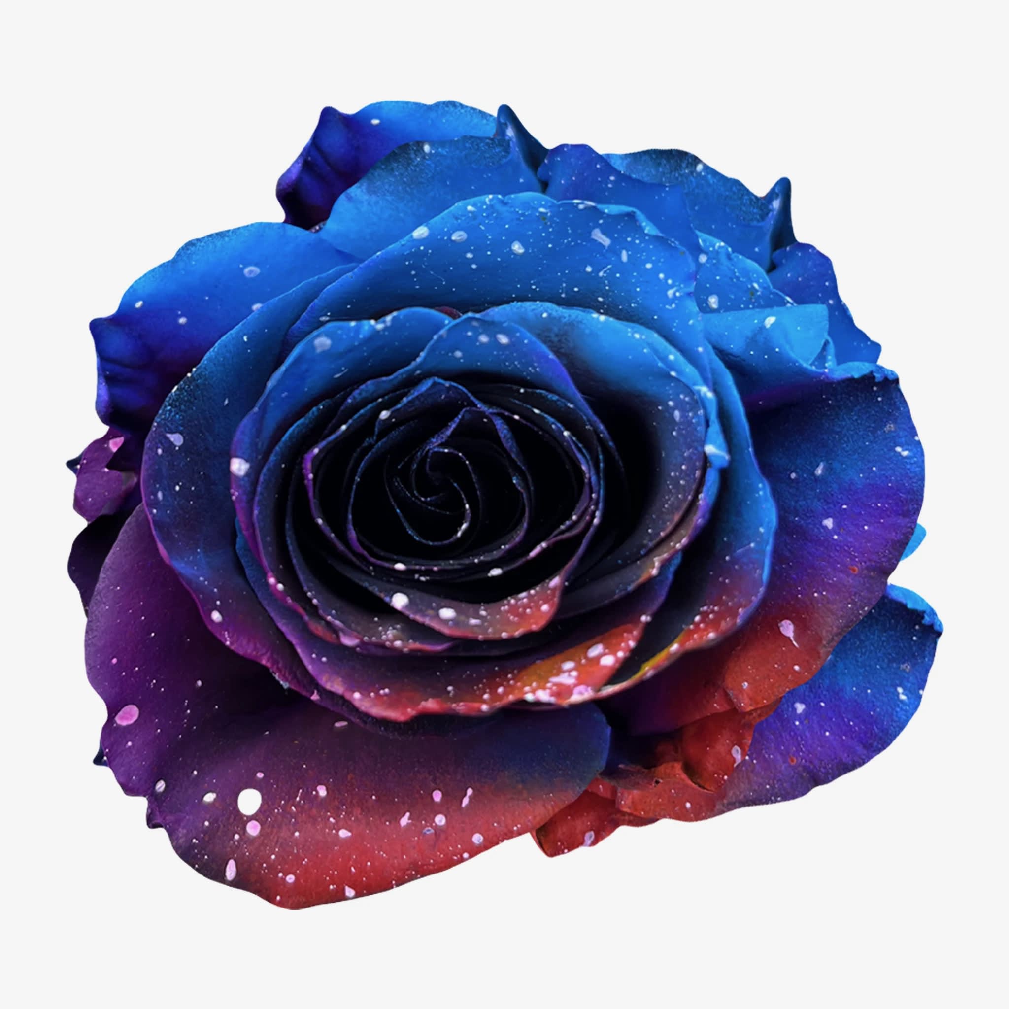 Starry Nebula Rose