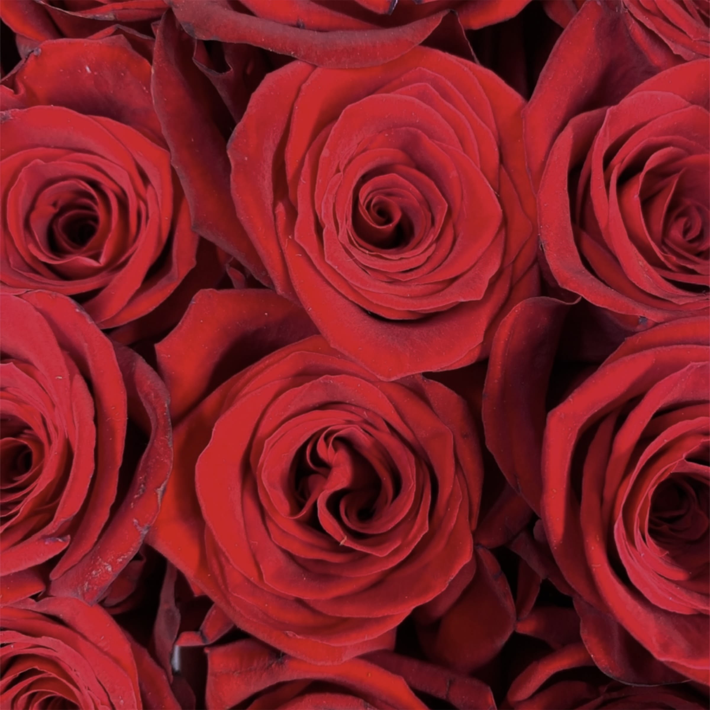 Dozen Roses Wrapped Bouquet