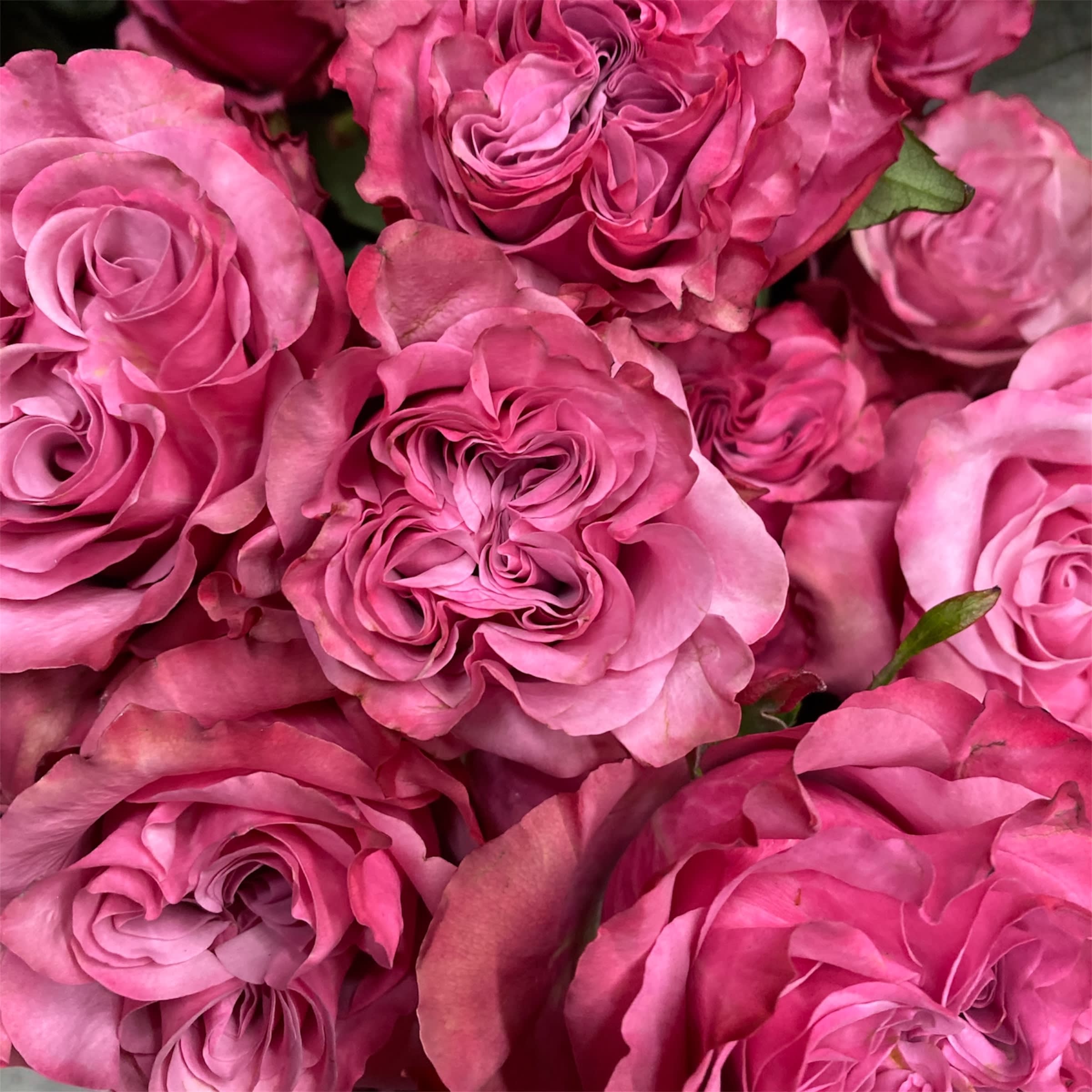 Two Dozen Roses Wrapped Bouquet