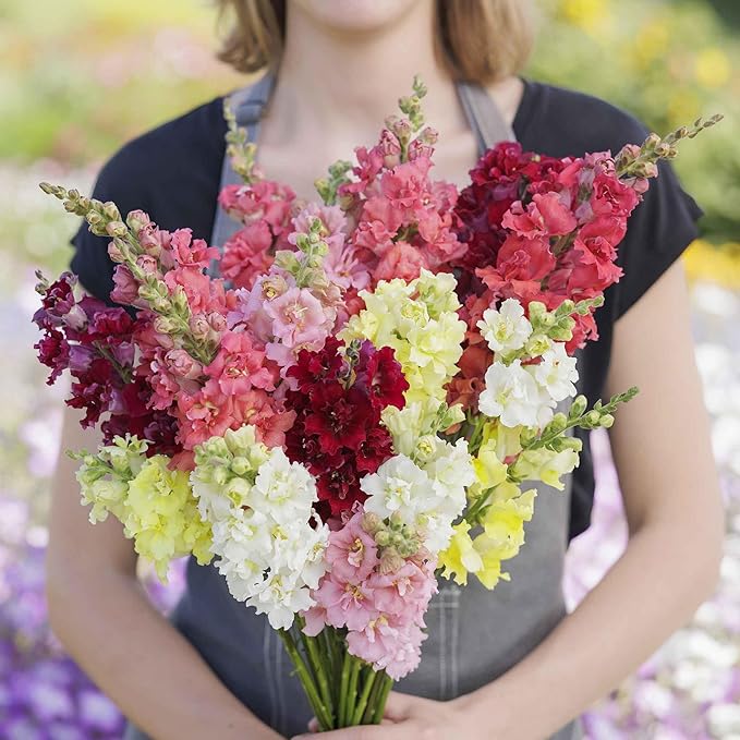Snapdragons Flower Bouquet
