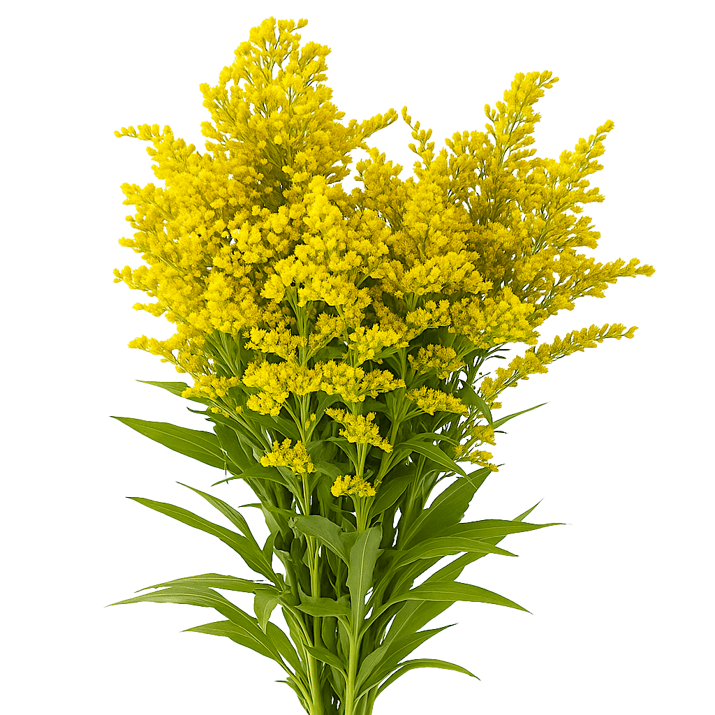 Solidago