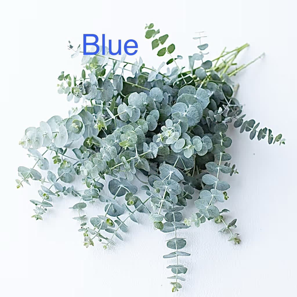 Eucalyptus