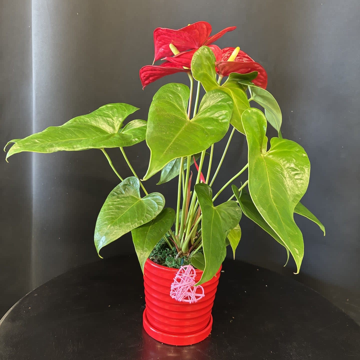 Anthurium