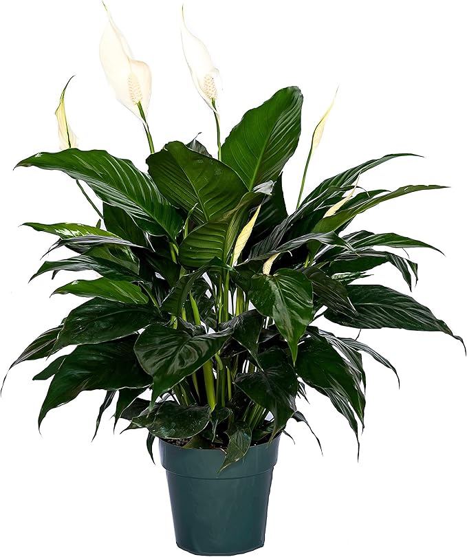 peace lily Flower Bouquet