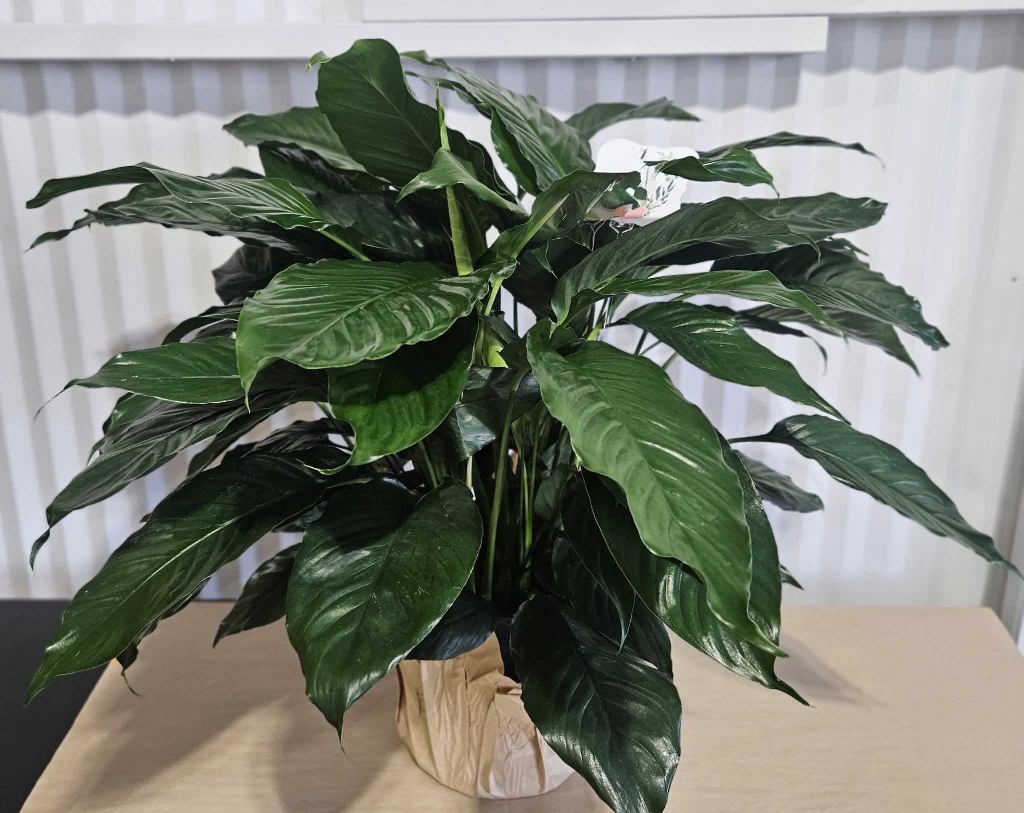 Medium Plant + Bow Flower Bouquet