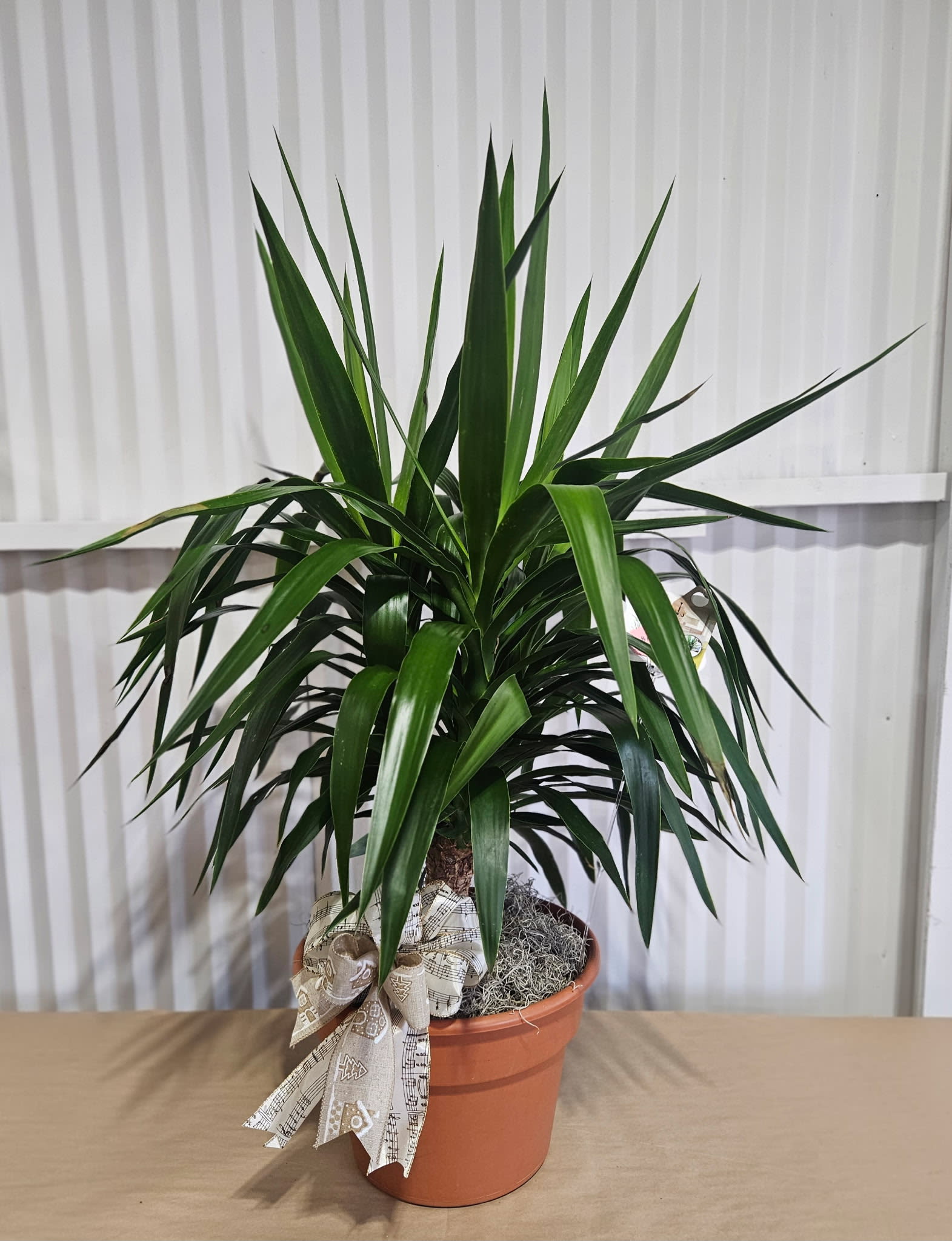 Large Plant + Bow Flower Bouquet